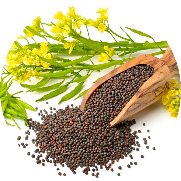 Mustard Seeds - Rai